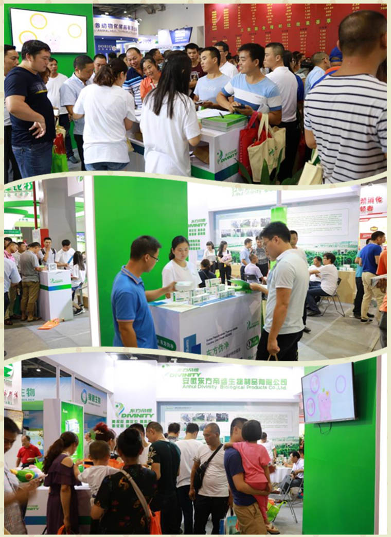 为了免疫净化和生产成绩，你做好淘汰猪的准备了么？
