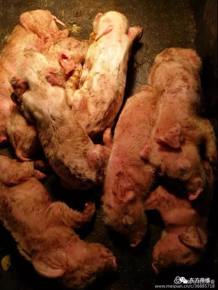 干货!「李曼大会」猪流行性腹泻报告云集