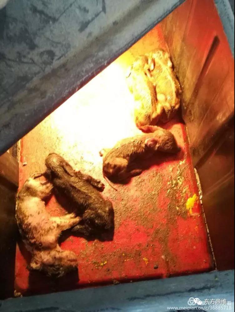 干货!「李曼大会」猪流行性腹泻报告云集